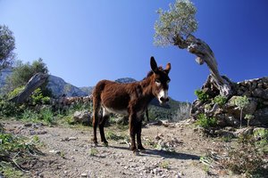 The donkey is called "asno" in Spanish.