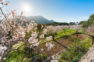 Blossoming almond trees in the interior of Mallorca